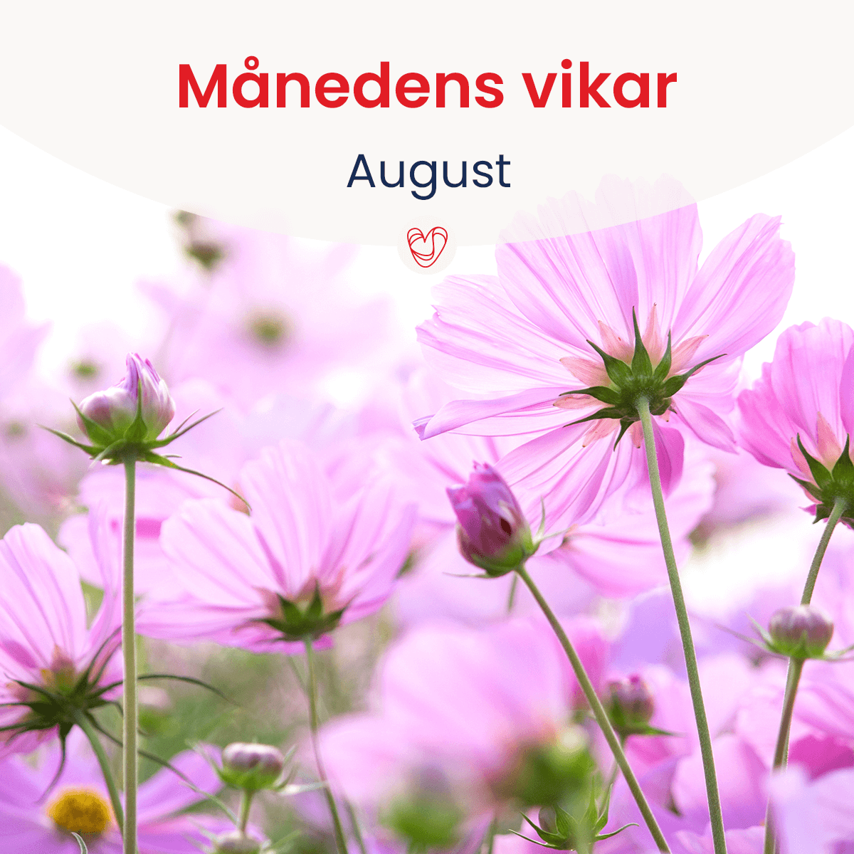 Månedens vikar-aug23