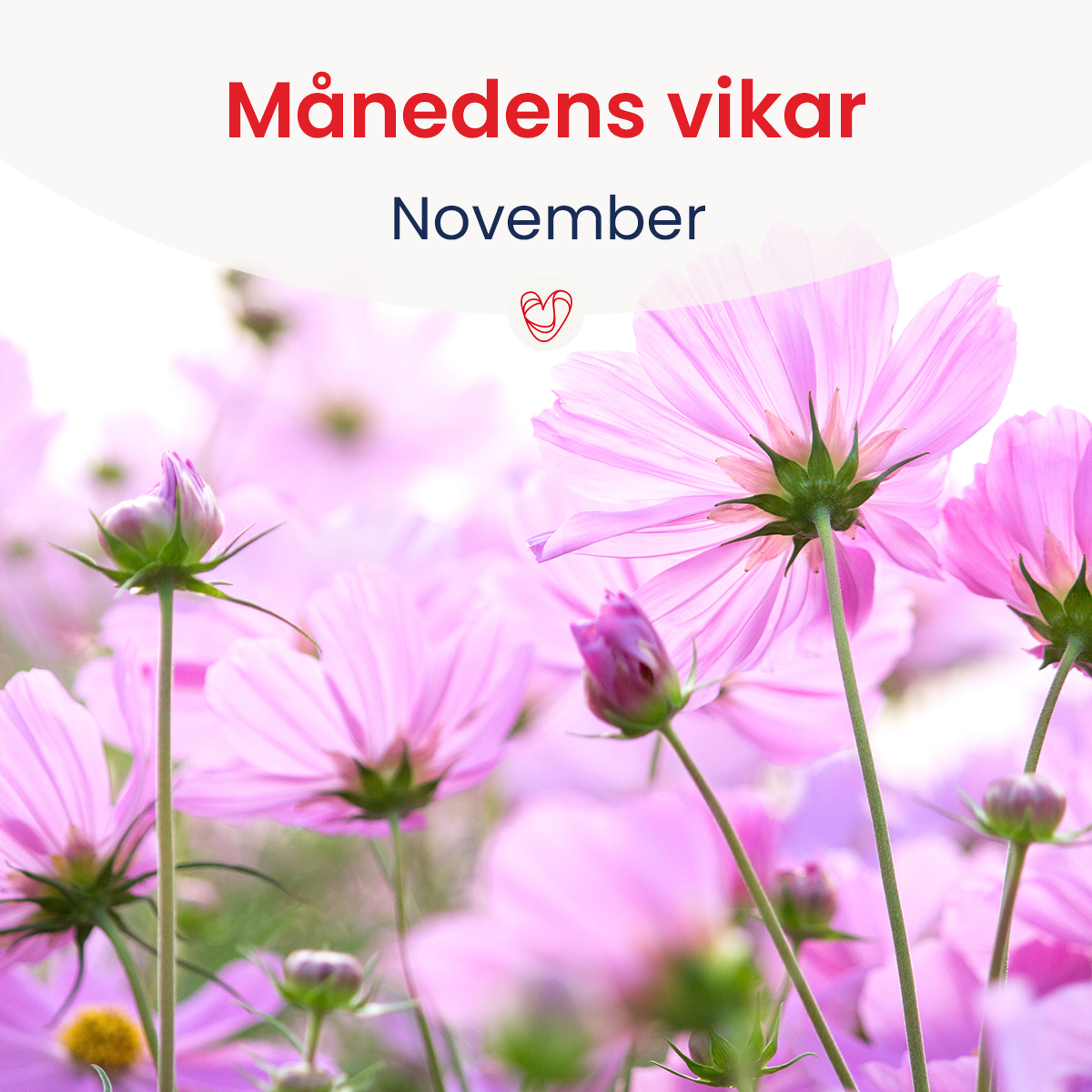 Månedens vikar - November | SOS VIKAR