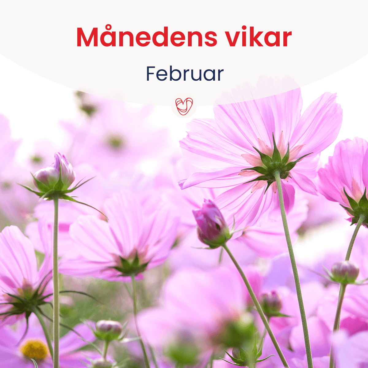 Månedens vikar- februar